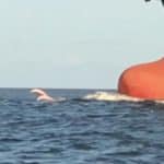 Pink Dolphins Calcasieu Ship Channel