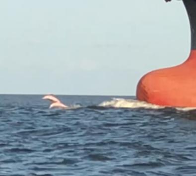 Pink Dolphins Calcasieu Ship Channel Pink Dolphins Calcasieu Ship Channel