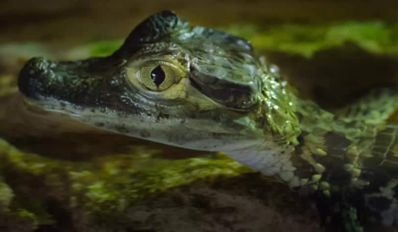 Baby Alligators and Information about Louisiana Marshes and Waterways June 4, 2019 at the Sulphur Library