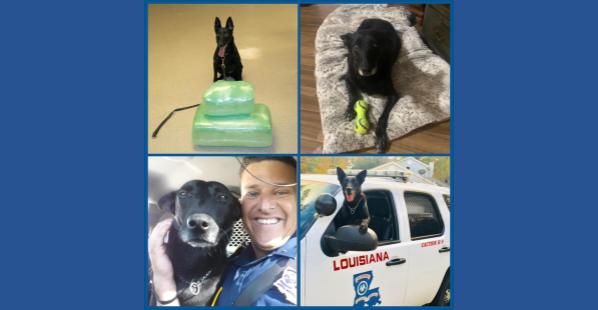 Retired Louisiana State Police K-9 Senda