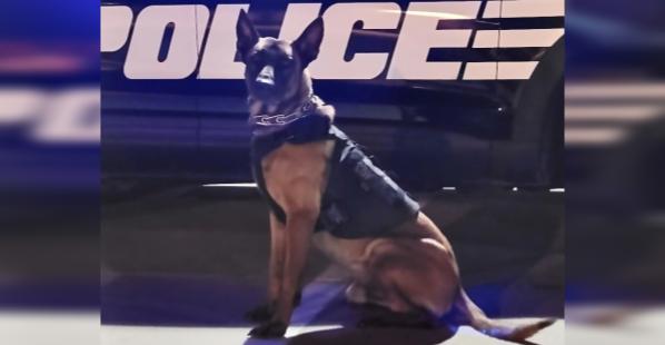 K-9 and Civilian Stop Louisiana Robbery