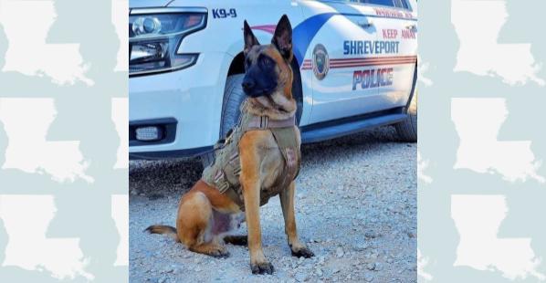 Louisiana Police K9 Captures July 18 Burglary Suspect