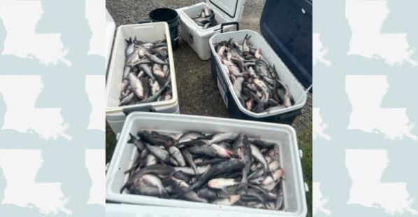 665 Catfish Confiscated by Louisiana Department of Wildlife and Fisheries