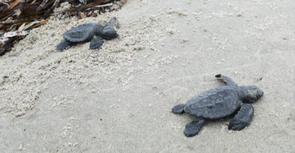 Sea Turtles Observed Nesting on Louisiana’s Chandeleur Islands