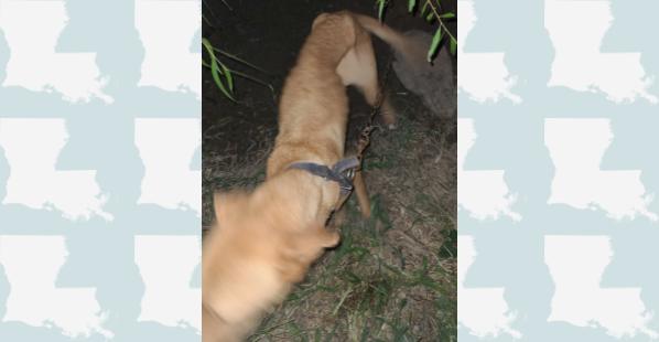 Cruelty to Animals Arrest in Lacassine, Louisiana, September 9, 2022