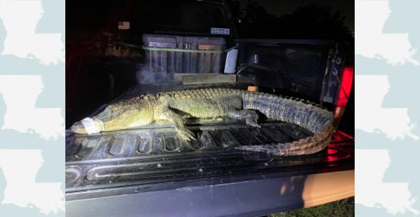 An alligator in the back of a Louisiana Department of Wildlife and Fisheries truck.