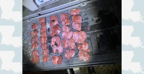 Approximately 30 duck breasts, dressed and ready to cook.