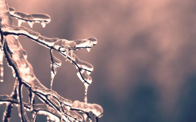 A detailed close-up of frosty branches covered with icicles, capturing the serene winter mood.