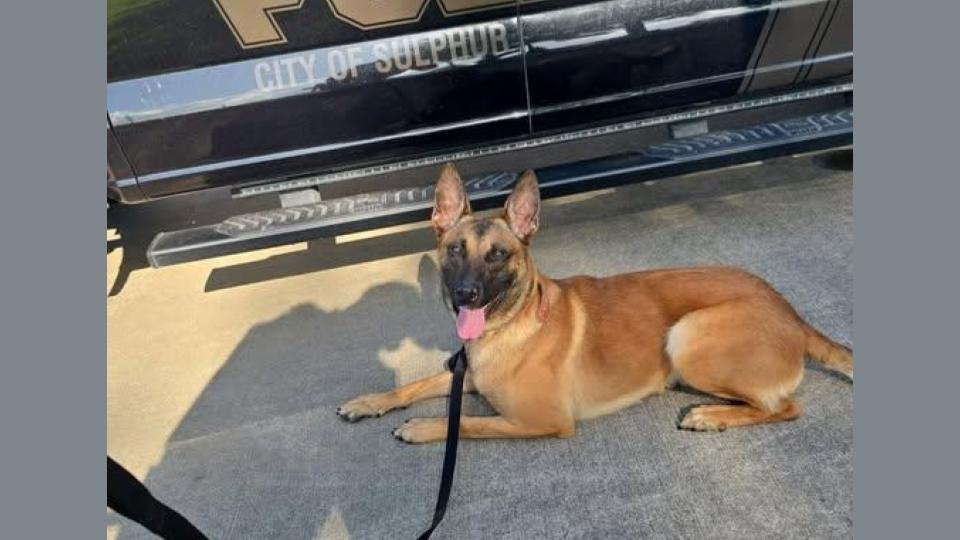 Sulphur Police Department’s K9 Beno to Receive Protective Vest from Vested Interest in K9s, Inc.**